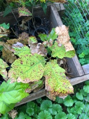 Oak desease